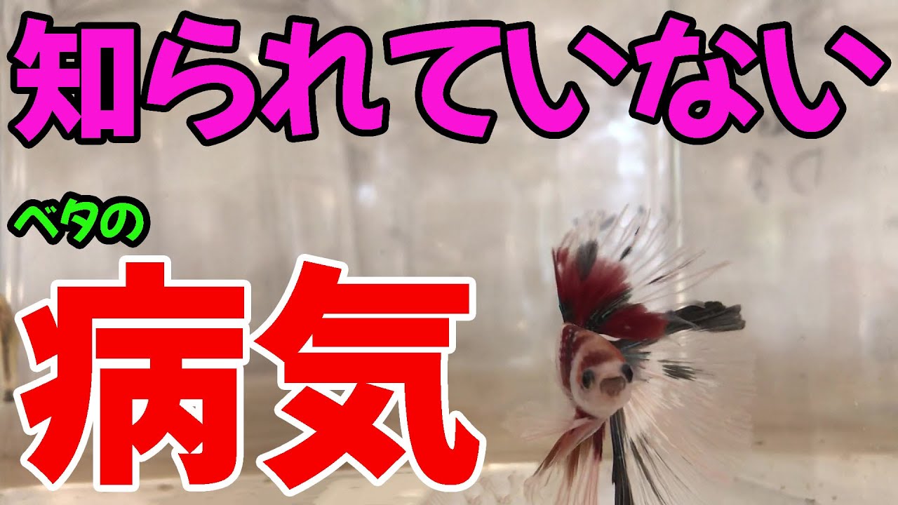 【病気・治療】ただの休憩ではない！？底で横たわってるベタの状態が実は・・・【ベタ】