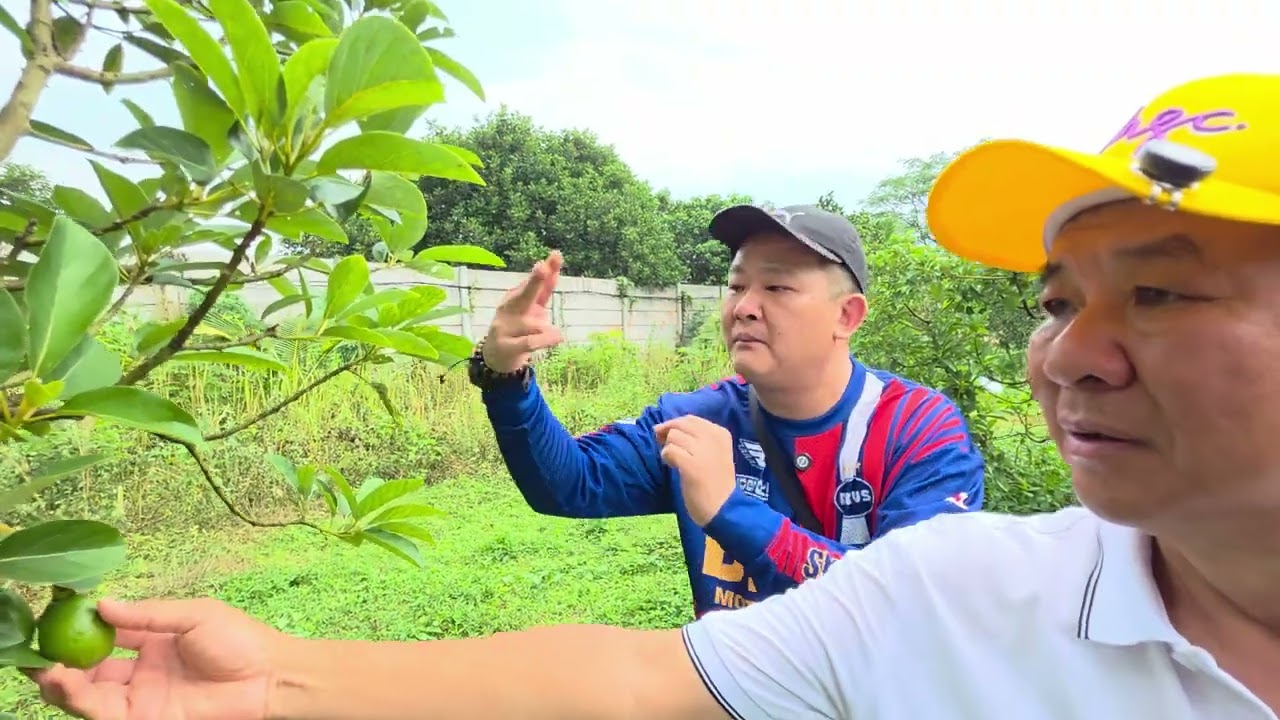 BEGINI TERNYATA CARA MEMBUAT ALPUKAT MENJADI GRADE A SEMUA