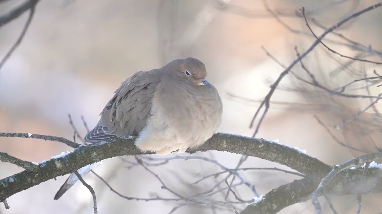 Mourning Dove lazin' around in the snow