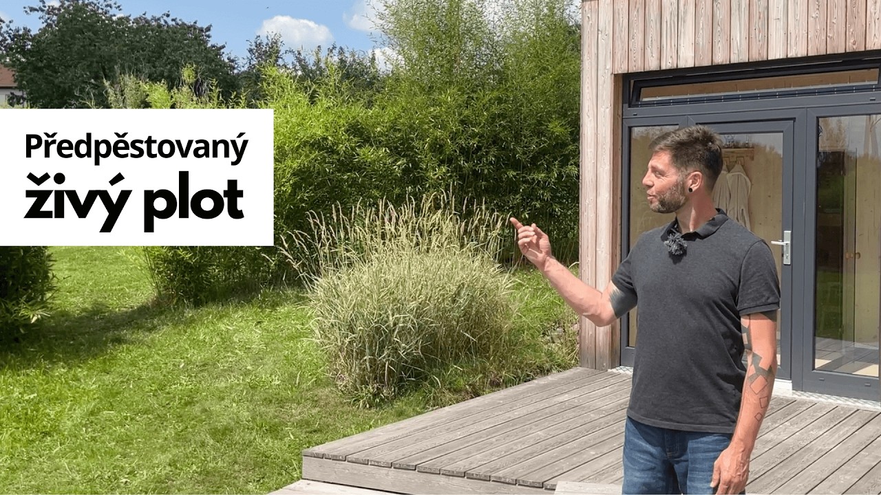 Předpěstovaný živý plot z bambusů Phyllostachys | Bambusář.cz