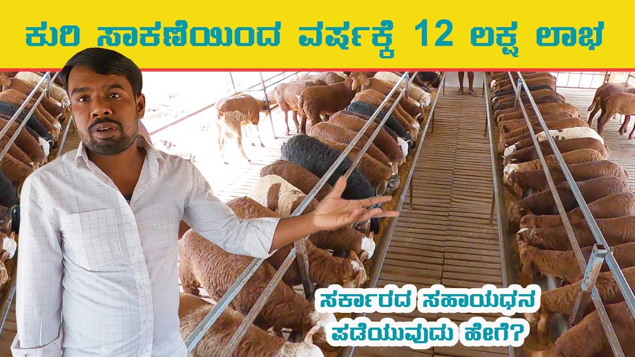 12 lakhs profit from Hi-tech Red sheep farming