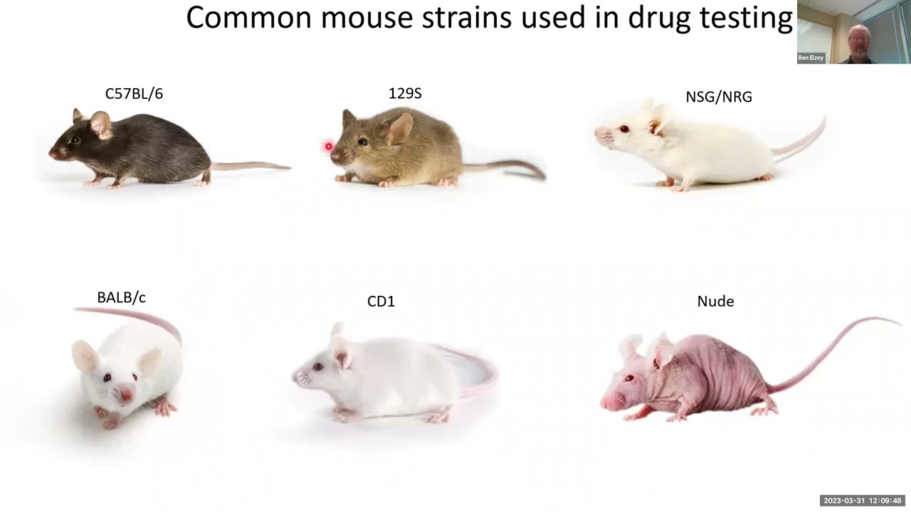 Using rodent models for simple toxicity studies and efficacy testing for novel therapeutics