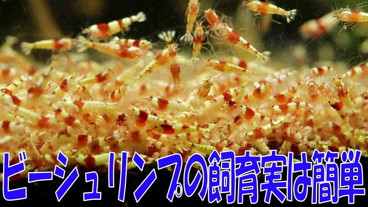 高級レッドビーシュリンプ水槽立ち上げPart3【アクアリウム水槽熱帯魚】