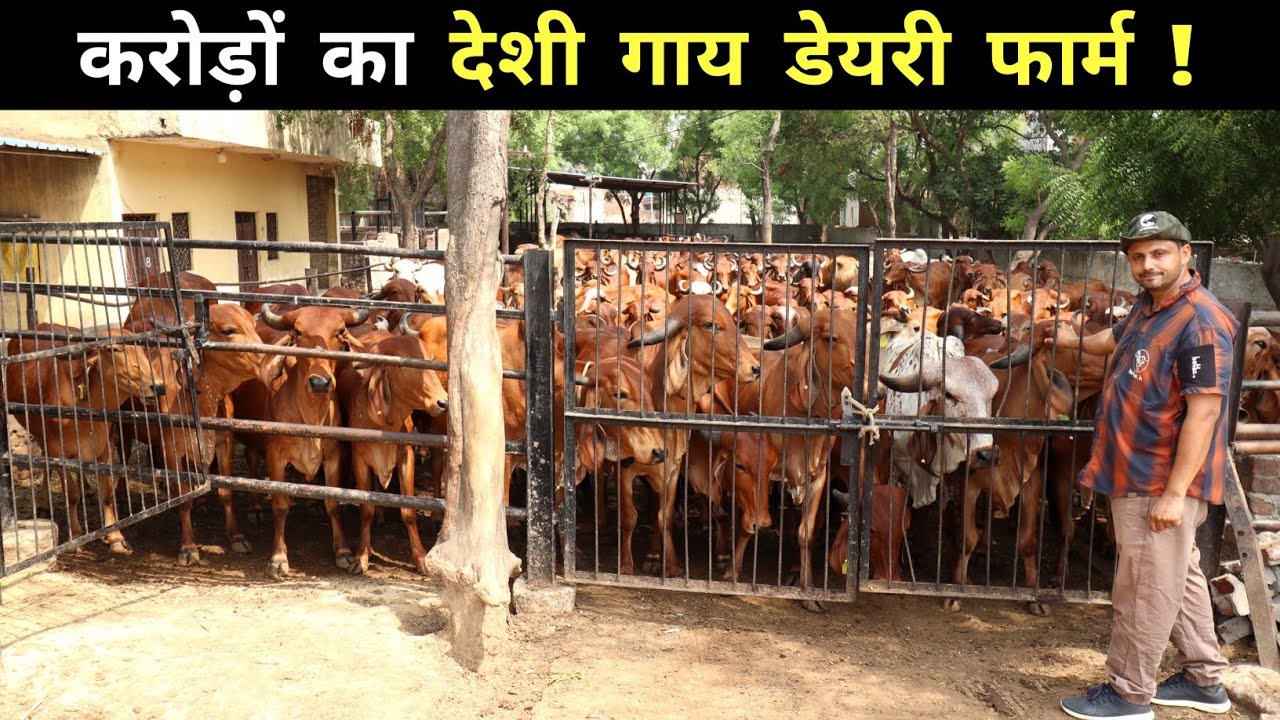 लाखों की नौकरी छोड़ बनाया करोड़ो का Desi Cow Dairy Farm | Hetha Dairy | Dairy Farm Tour