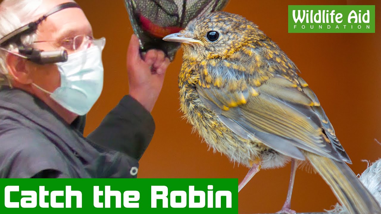 Baby bird loose in the house!