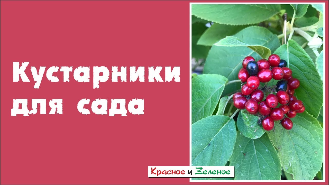 Самые красивые и надёжные кустарники для сада