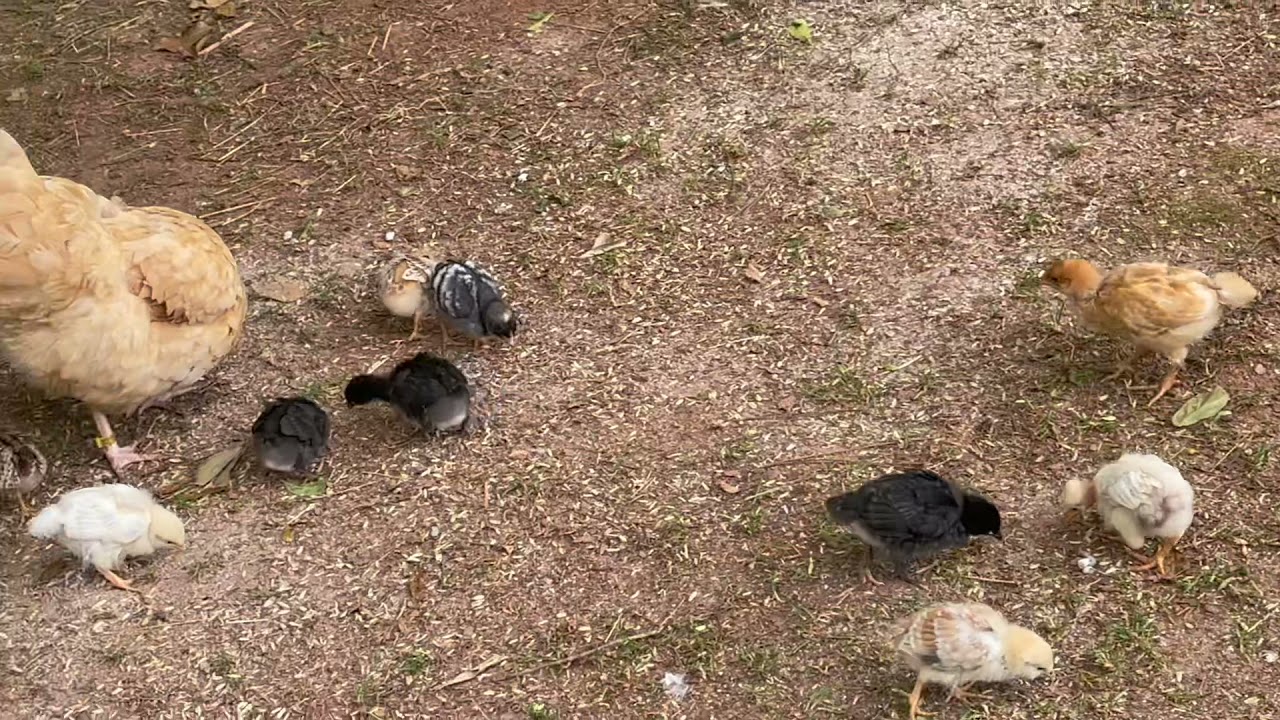Ya sacamos los pollitos Ameraucanas del nido y andan libres