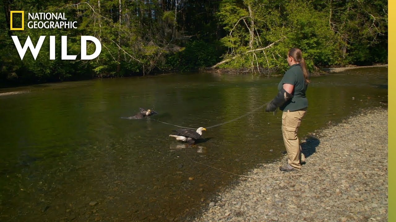Two Eagles Take a Bath | Alaska Animal Rescue