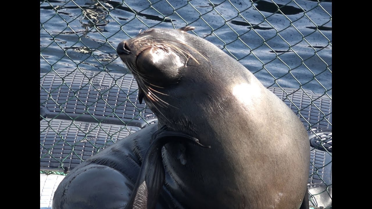 Besuch im Robbenzentrum Rostock-Warnemünde 2017