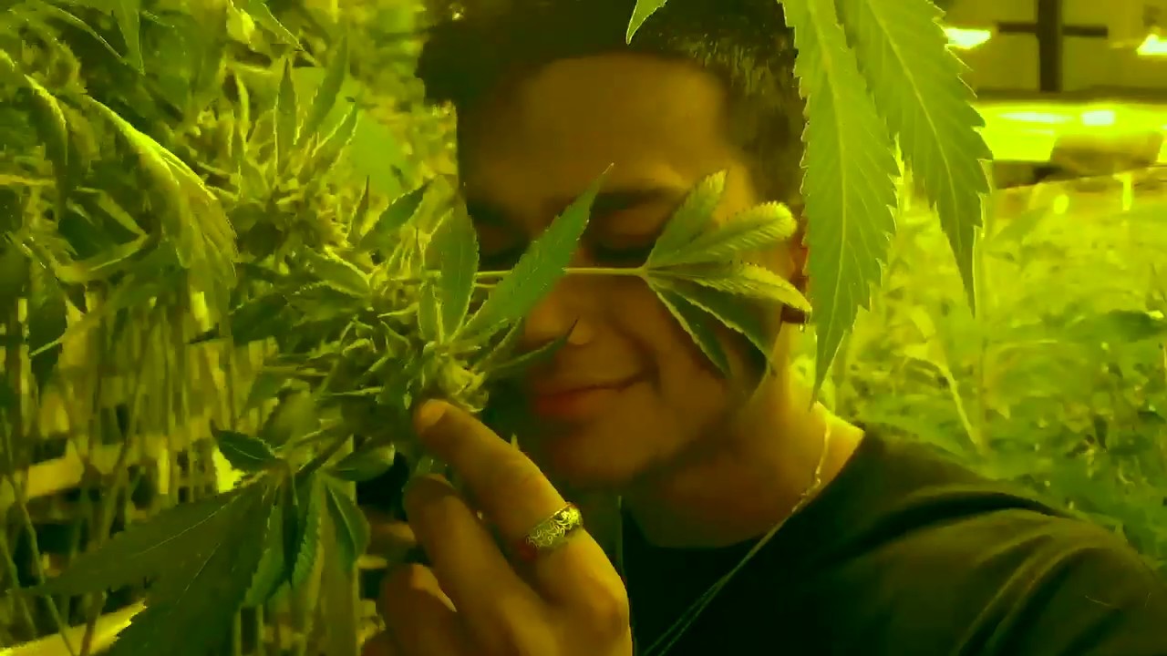 Pura Earth Grow Tour with AZ Cannabis News