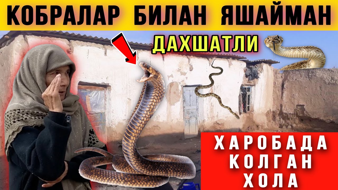 Уйимда 2 Метрли Дахшатли Кобра Илонлар бор. Харобада колган Хола😱 1-Қисм