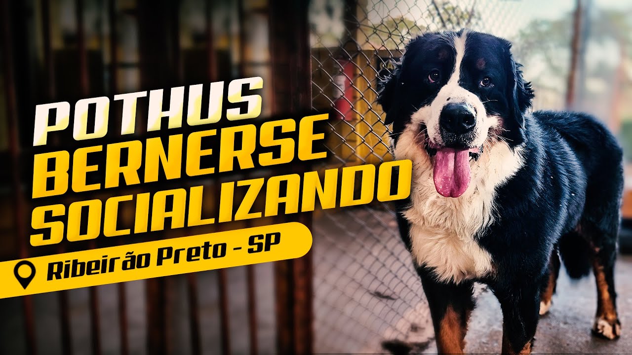 SOCIALIZANDO UM GIGANTE – POTHUS ENTRA PARA A MATILHA!