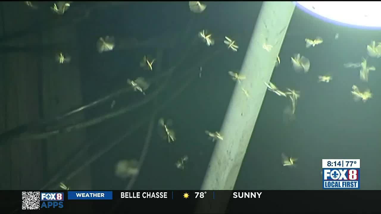 Termite Season Tips