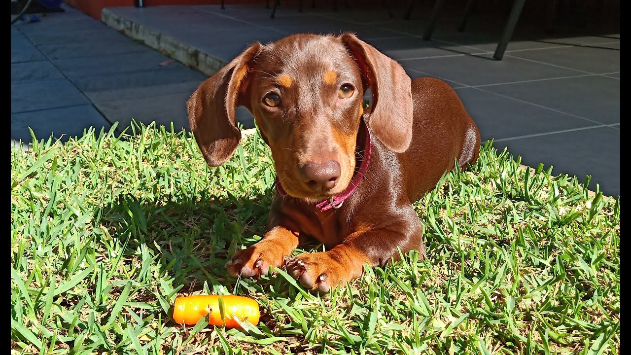 Building a Portable Pet Porch or Potty with Pallets, Grass and a Miniatures Dachshund Puppy