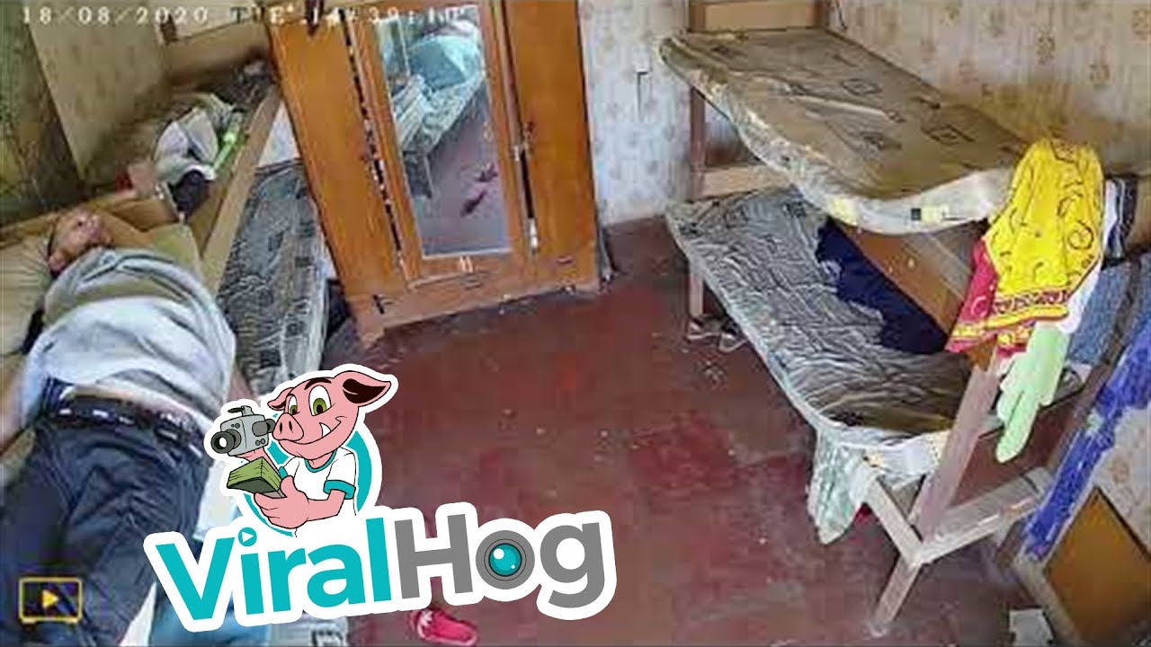 Bad Way to Wake Up || ViralHog