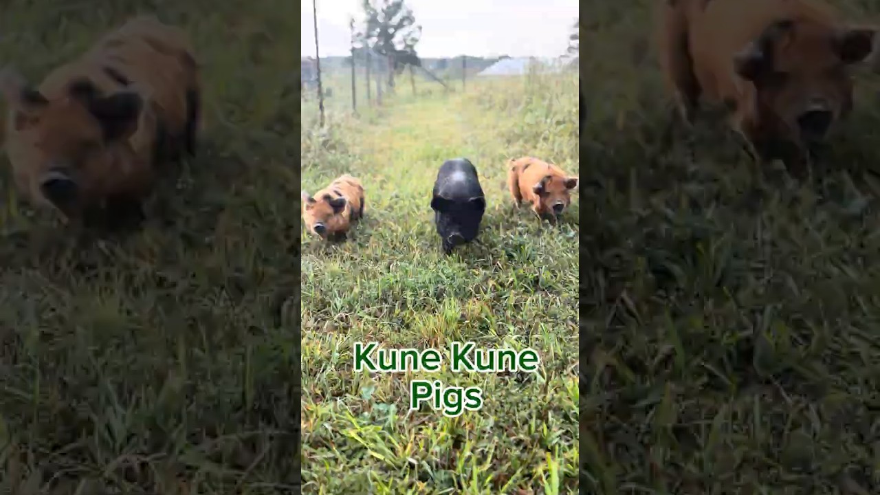 The Three Little Pigs 🤗