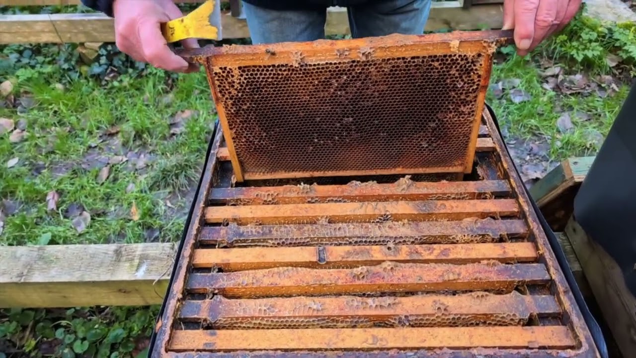 The mystery of disappearing honey bee colonies over winter