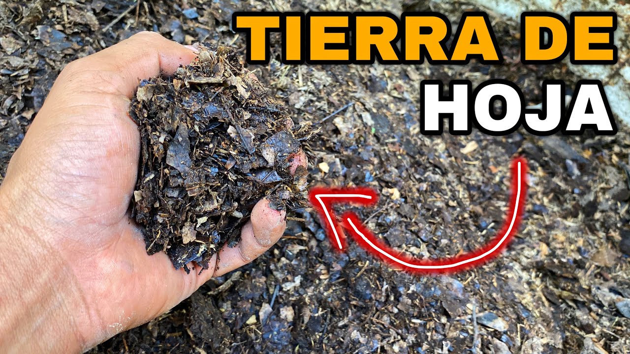 Como hacer TIERRA DE HOJA para tus PLANTAS y HUERTO
