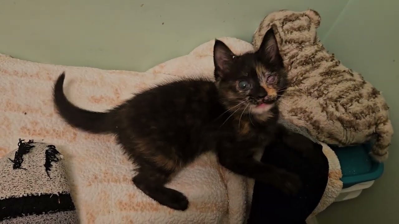 Foster Kitten Zooblee Zecora Commits Violence on Foster! [REAL]