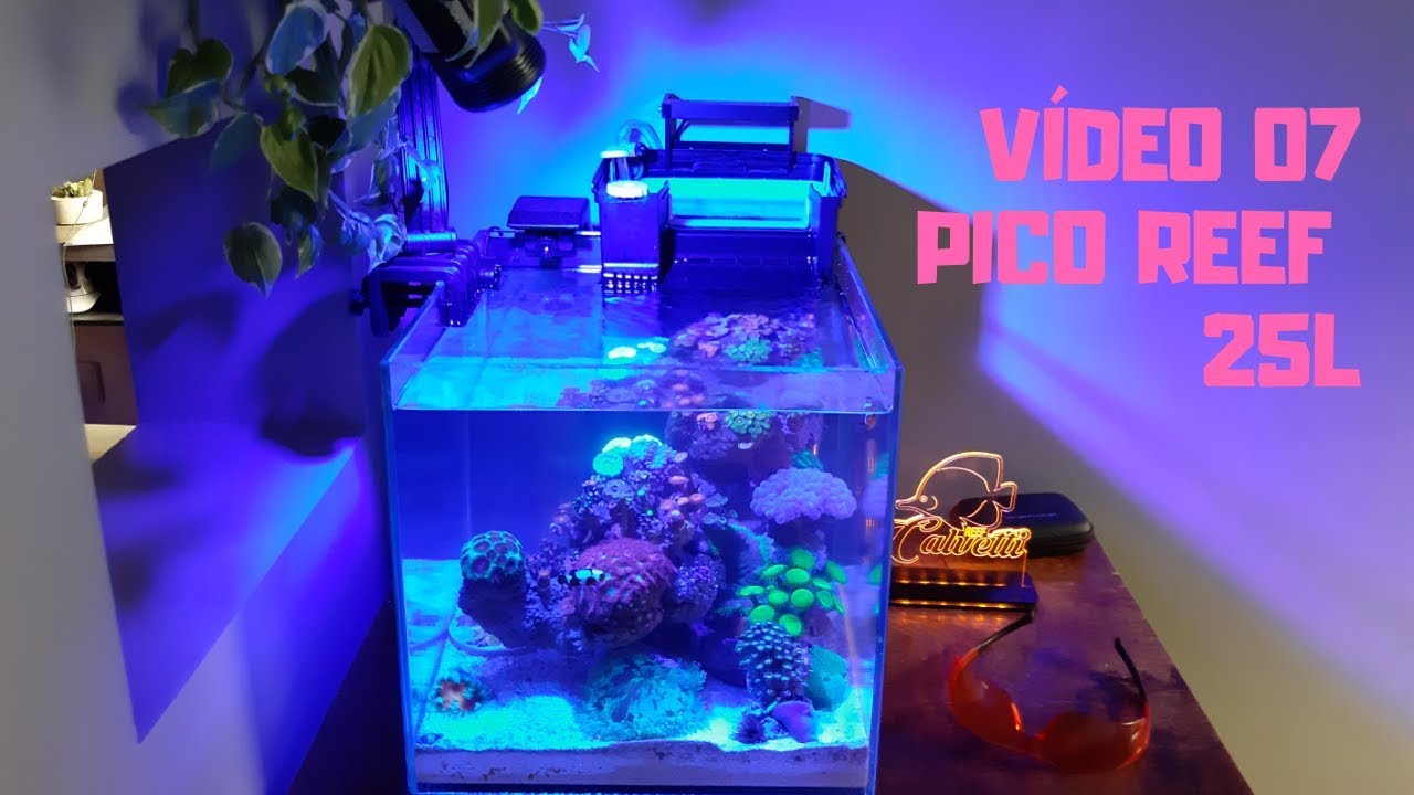 Pico Reef Marinho de 25 litros | 1 mês de montado!