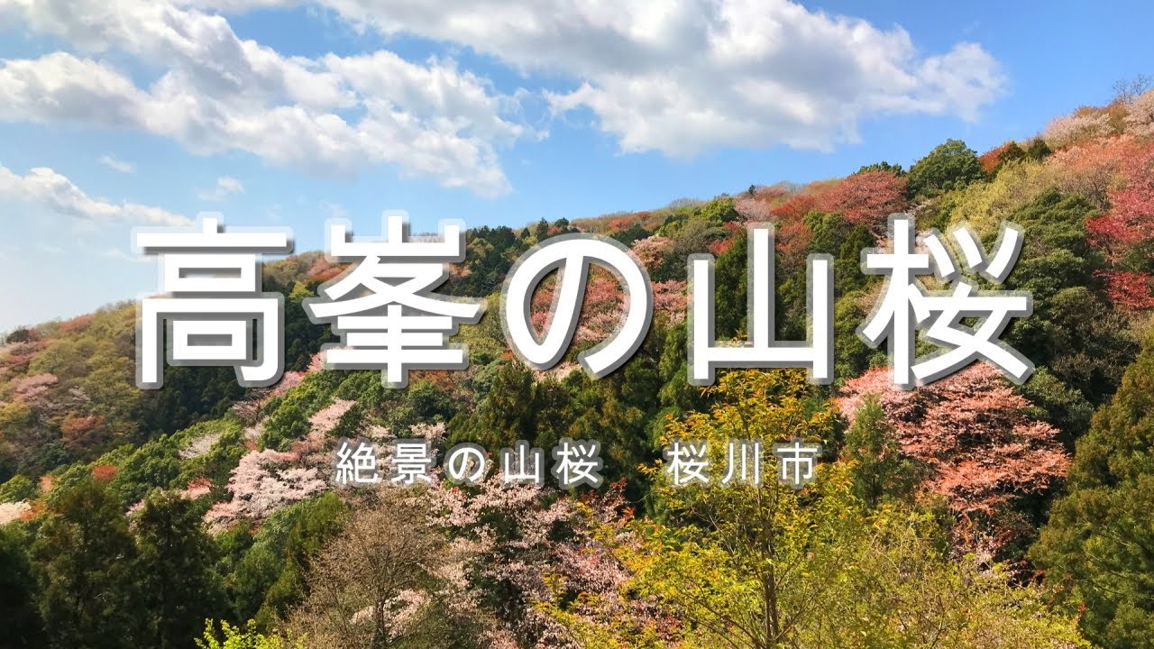 高峯の山桜