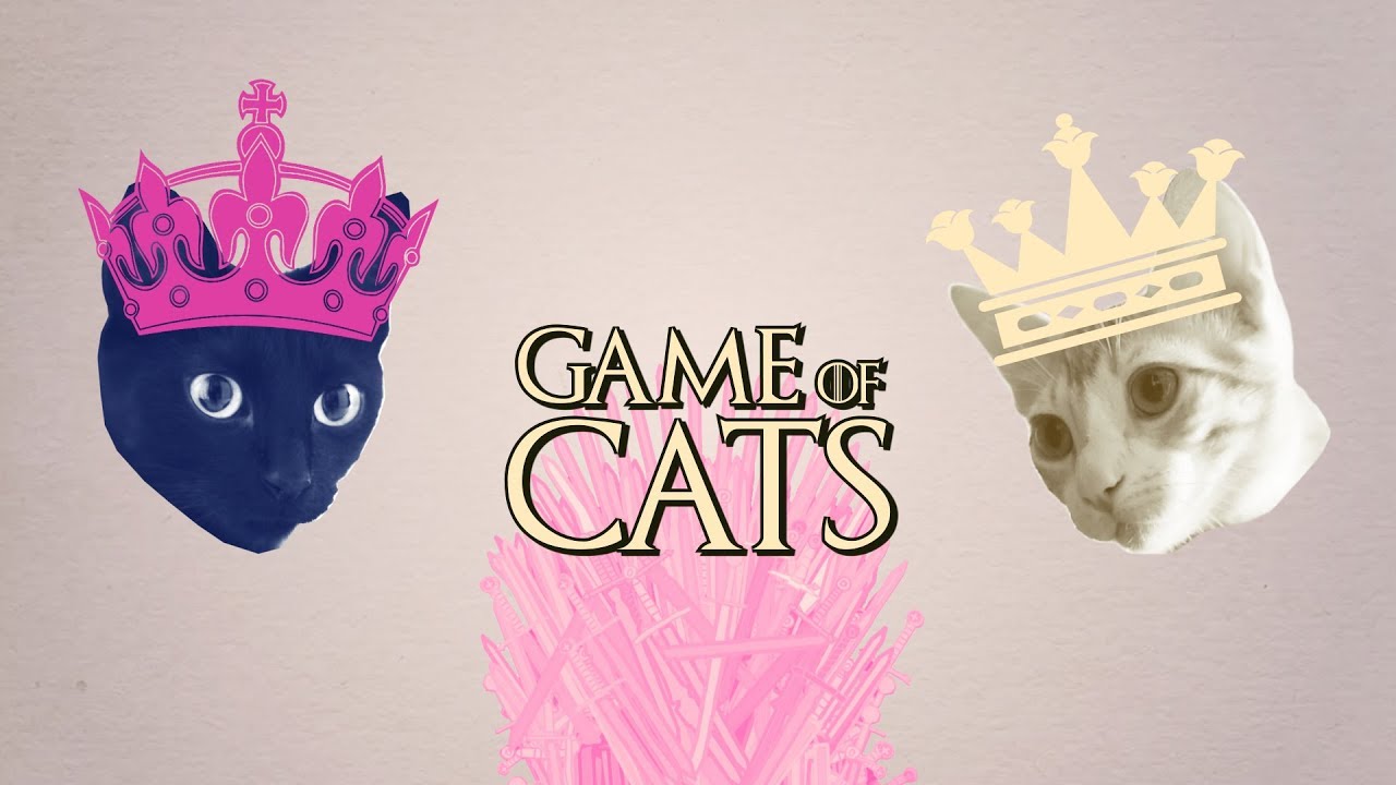 ¿Cómo presentar a dos gatos sin que haya drama? ⚔️ | Pasos para una convivencia gatuna feliz 🐱❤️🐱