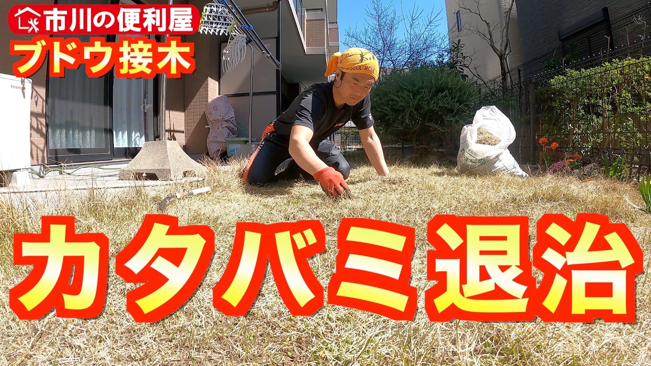 【カタバミ退治＆ブドウ接木】芝生に混在する雑草除去🌿ピオーネの太蔓を切断しバイパス外科手術🍇youtubeプレミアムのオフライン再生で作業が快適☀️｜市川市の便利屋！各作業料一覧は概要欄をご覧下さい！