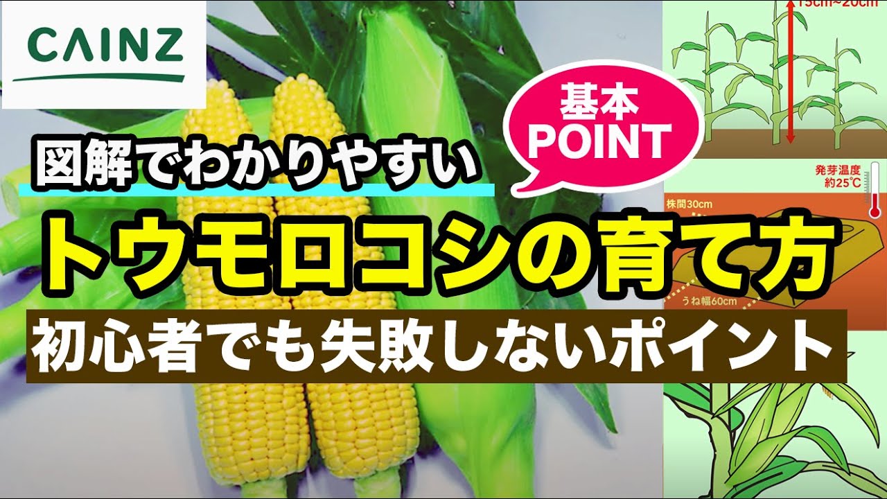 トウモロコシの育て方｜初心者でも安心！とうもろこしの栽培と調理方法【カインズ野菜栽培】