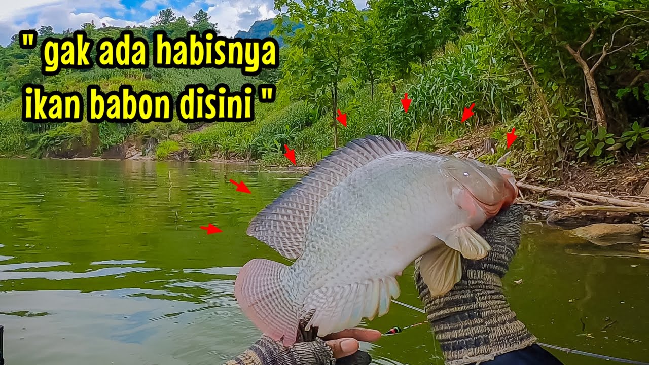 REJEKI NOMPLOK‼️ PINDAH SPOT MALAH DIHAJAR IKAN NILA BABON || mancing ikan nila di waduk bendo