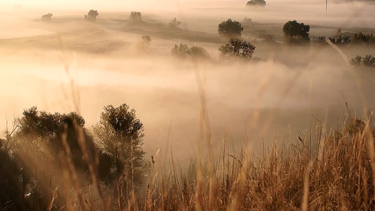 10 Hours of Gentle Wind Through Tall Grass 🌾 Peaceful Meadow Nature Sounds for Sleep & Relaxation