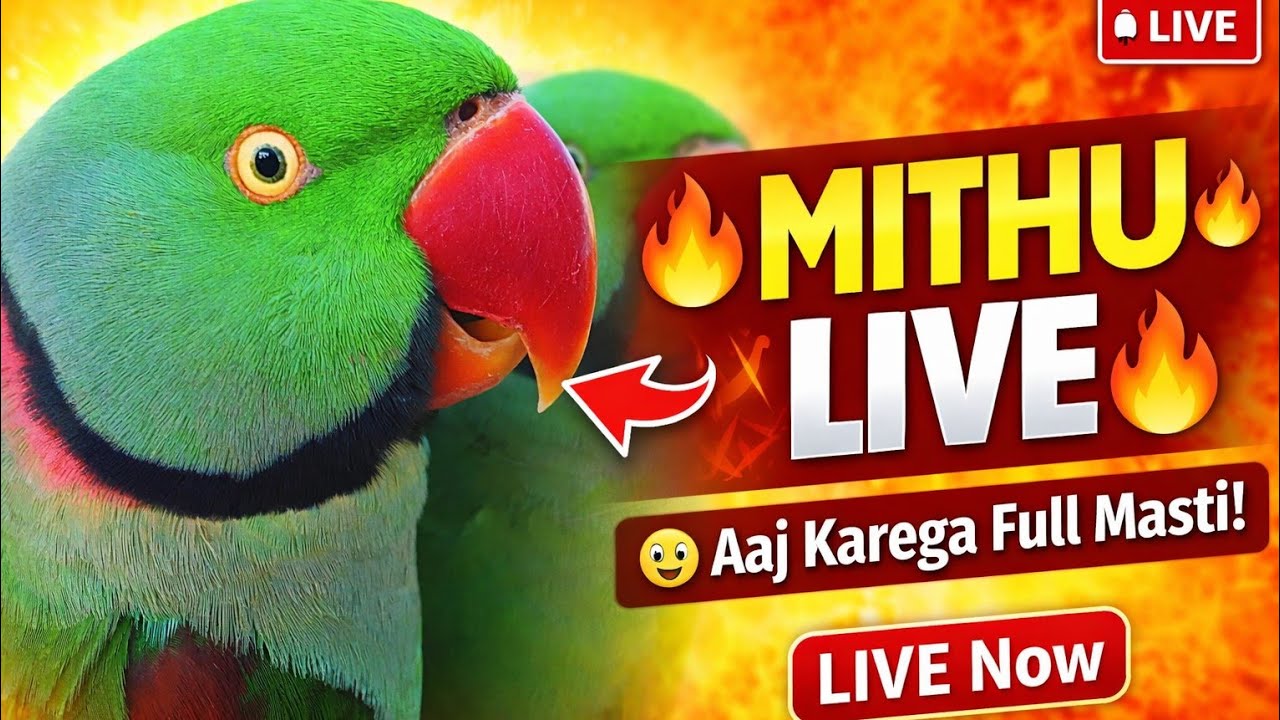Mithu Live 😍 | Aaj Mithu Karega Full Masti | Harleen Vlogs Live Stream #talkingparrot