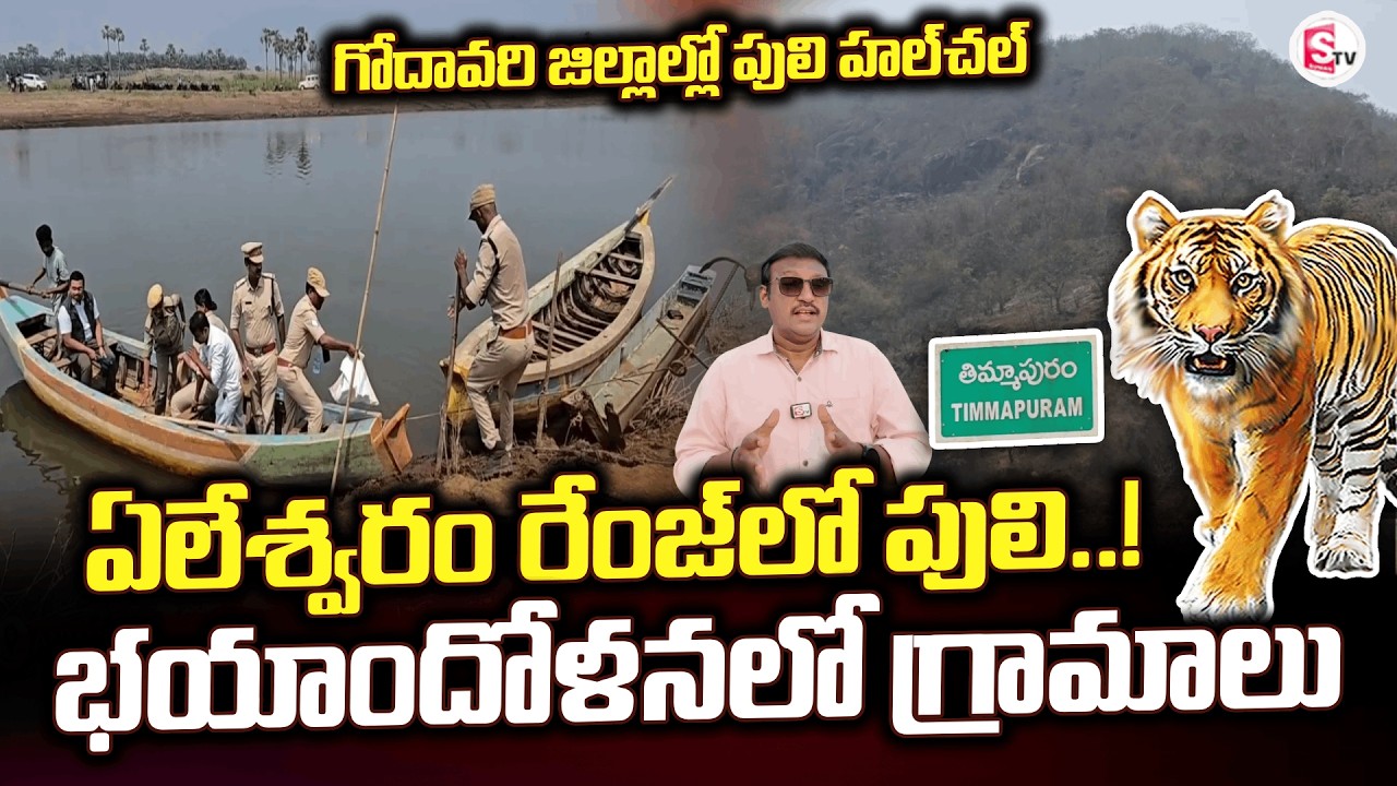 Tiger roaming for 15 days | Tiger Hulchal In Godavari District|@SumanTVrampachodavaram