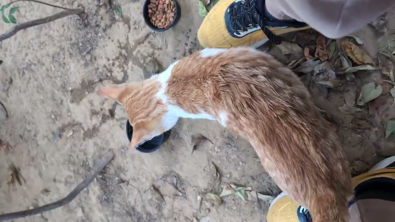 Orange kittens and grey cat 