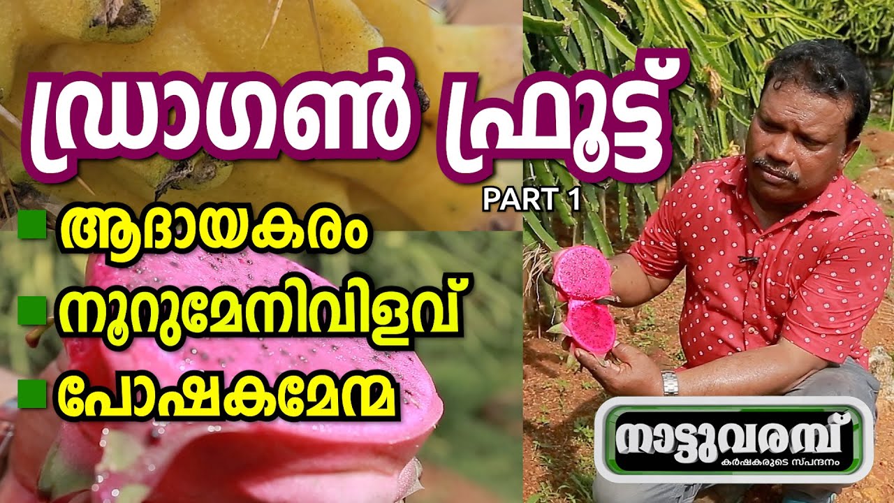 ഡ്രാഗൺ ഫ്രൂട്ട് | DRAGON FRUIT | PART 1 | SURESH ATTINGAL | NATTUVARAMBU #230 | JANAM TV