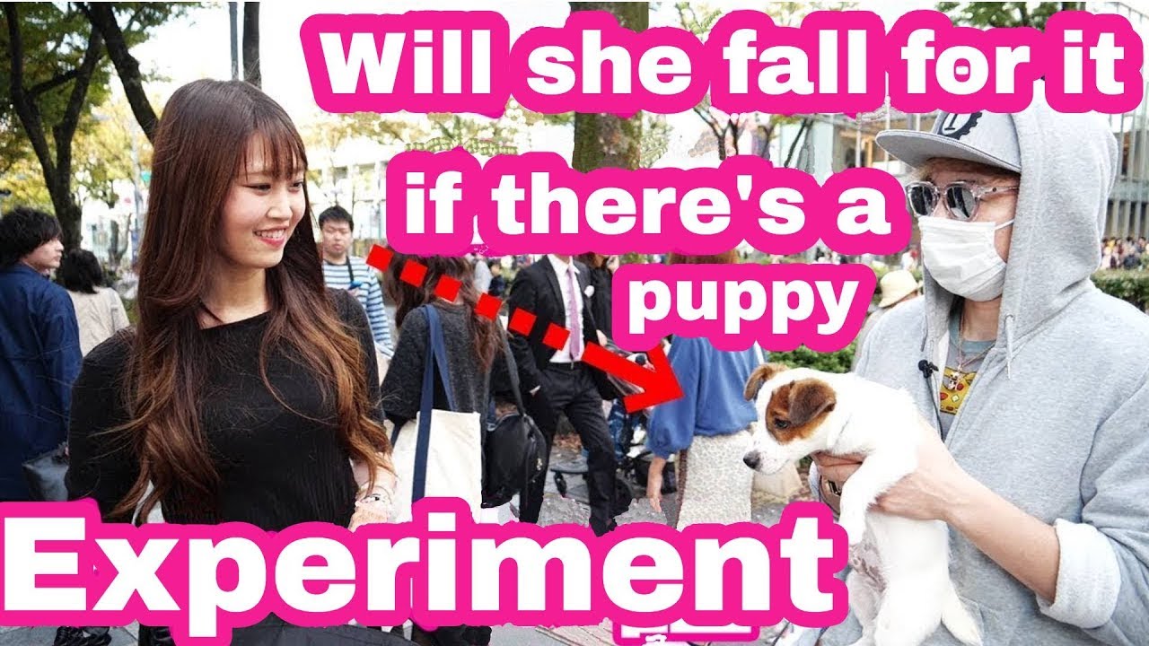 100% success rate meeting girls with a cute puppy! | Raphael Japan