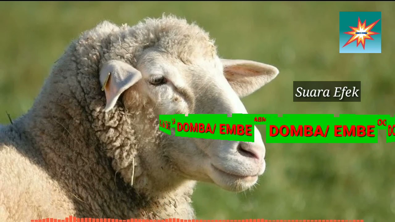 Suara DOMBA / EMBE