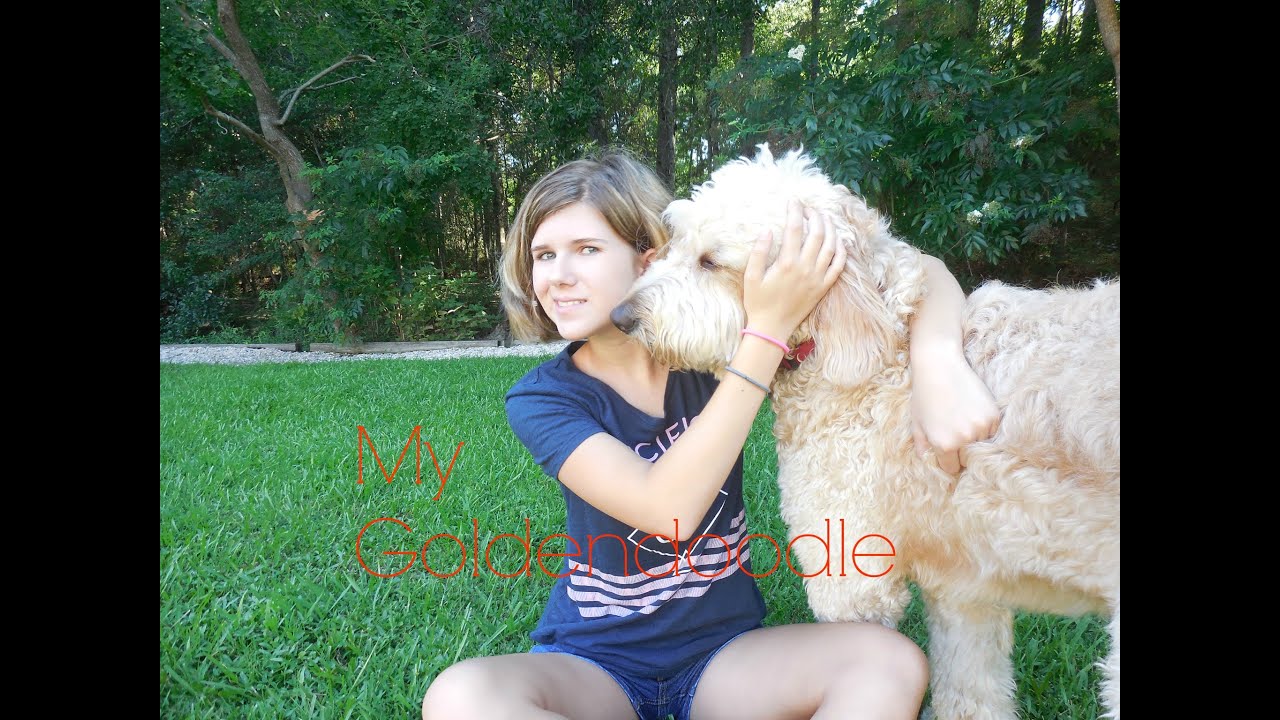 Meet my Goldendoodle