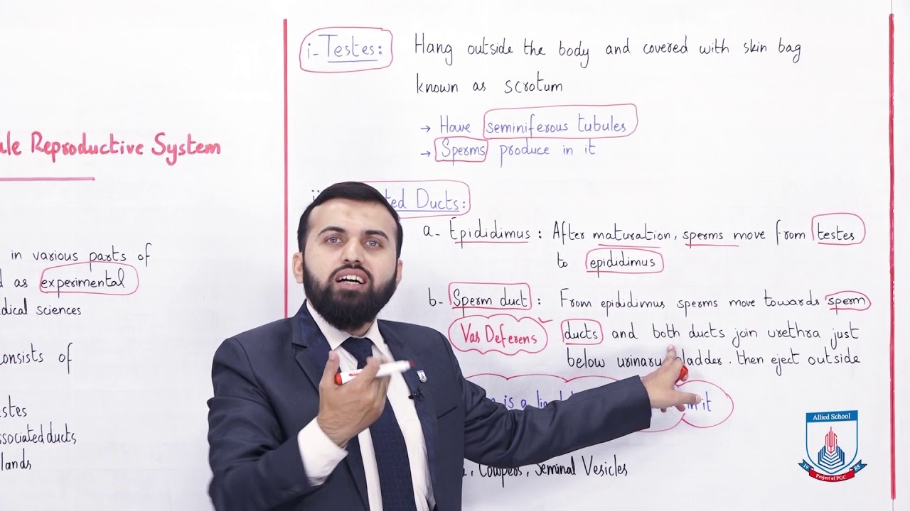Class 10 - Biology - Chapter 14 - Lecture 12 - Male reproductive system - Allied Schools