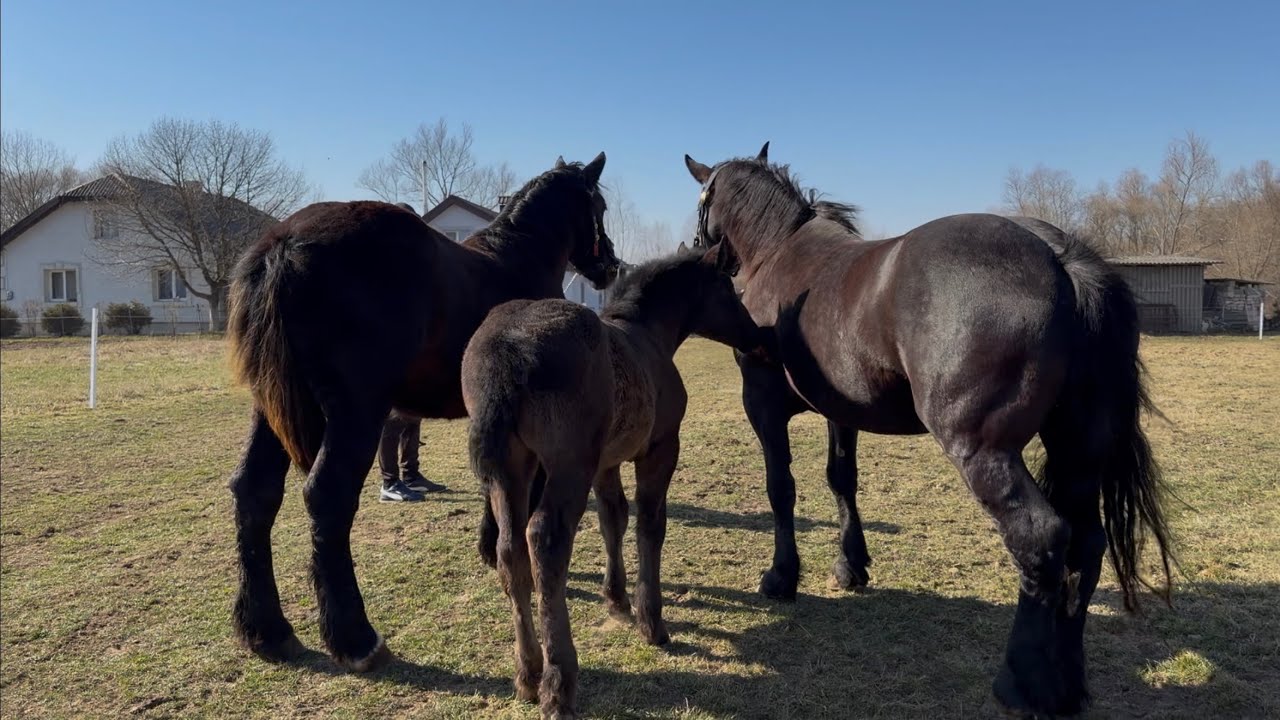 🎯🔥PERCHEROH ФАРАОН🔥І ЙОГО ДОЧКИ У ТИСМЕНИЧАНАХ📍🥰🌸🌺🐴