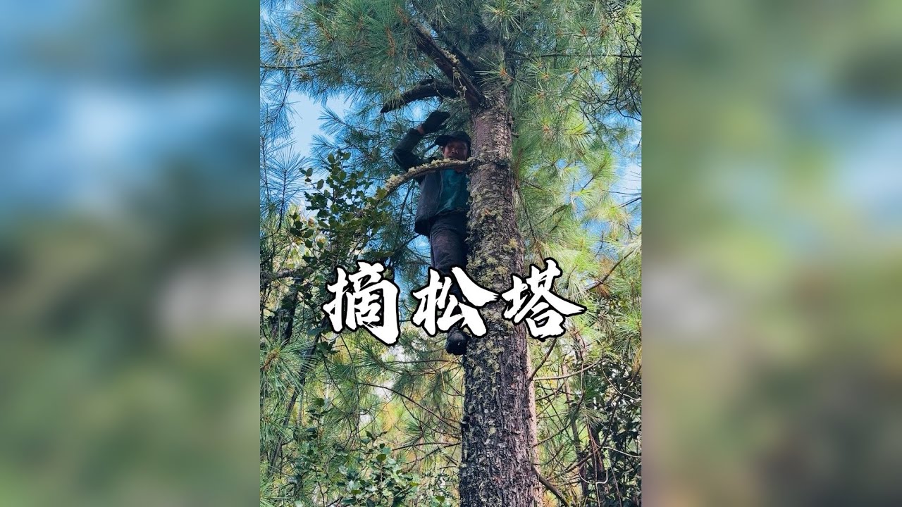 一家三口摘一天松塔能挣多少钱