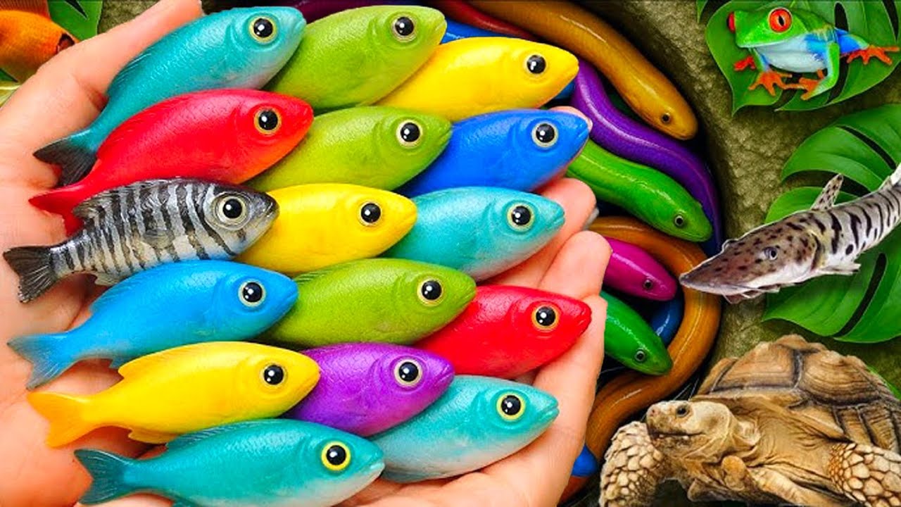 Scoop up the beautiful fish from the toilet bowl: catfish, turtle, frog, hornfish, goldfish, koi.
