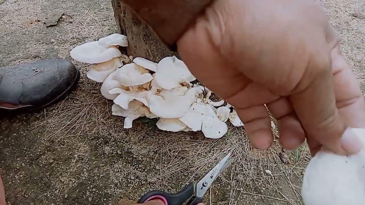 Memanen Jamur Lot 🍄🍄//InfoAlamku 