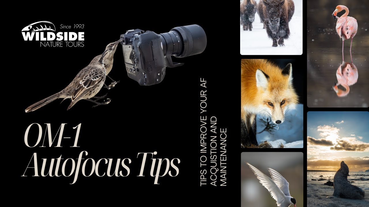 OM-1 Autofocus Tips