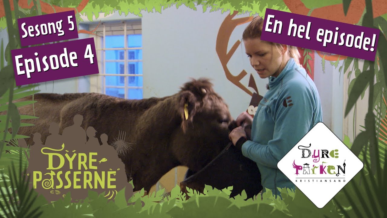 Kua Grålinn må fetes opp | Dyrepasserne S5E4 | Dyreparken