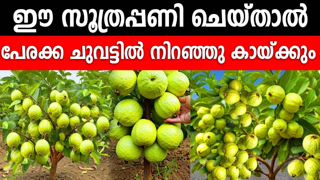 പേരക്ക പറിച്ചു മടുക്കും ഇങ്ങനെ ചെയ്താൽ |guava plant malayalam|pera kaykan|perakka krishi