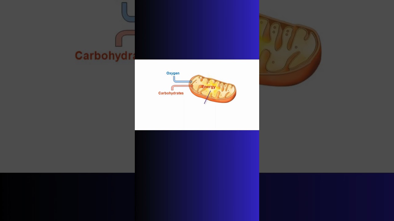 ATP!  ENERGY! EXPLAINED! #atp #bioenergetics #biochemistry #physiology #mitochondria #cell #cells