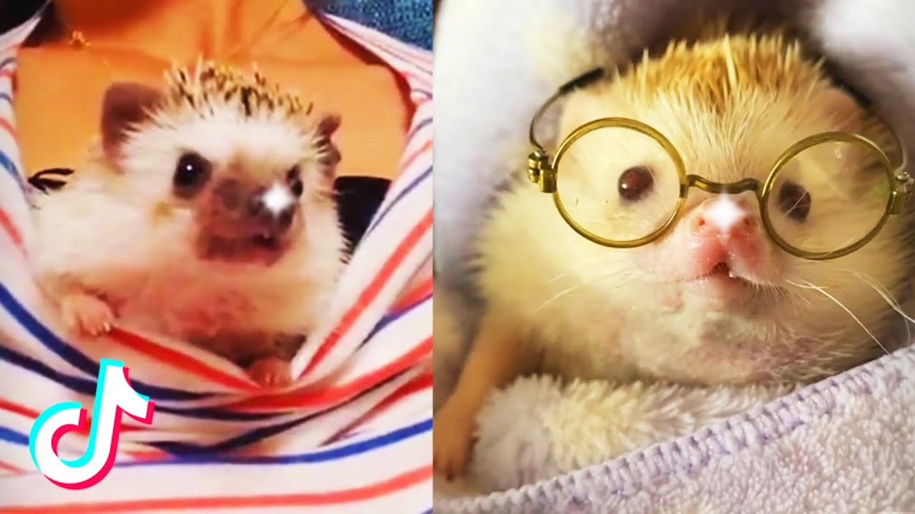 TikTok Hedgehogs Doing HedgehogThings TikTok Compilation 🦔 #2