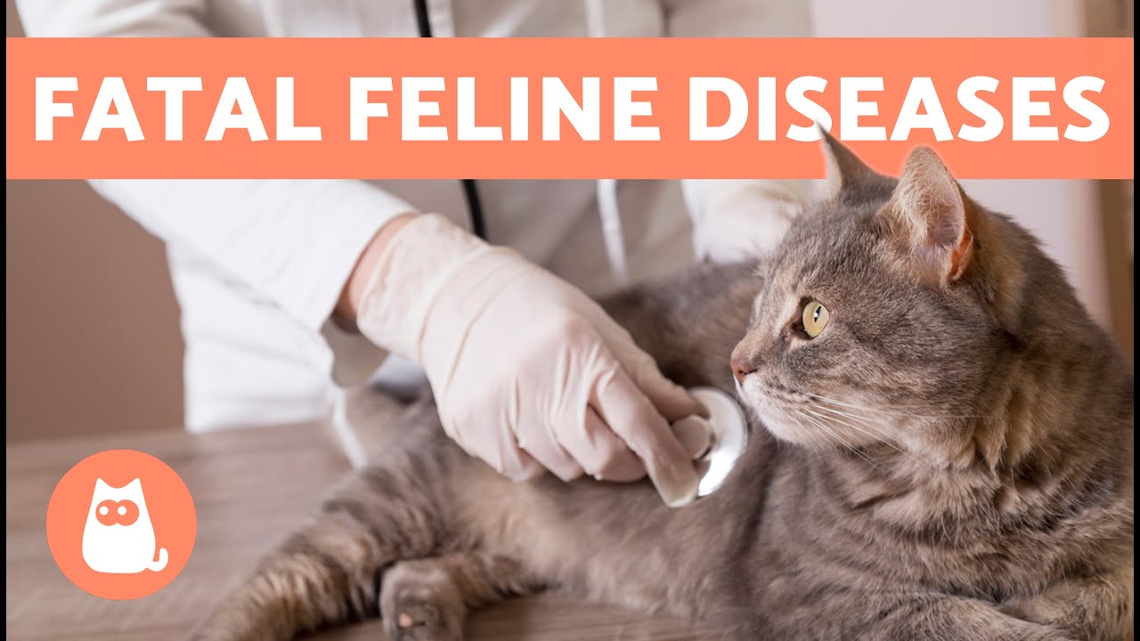 The 7 DEADLIEST DISEASES in CATS 🐱⚠️ (Feline Diseases That KILL)
