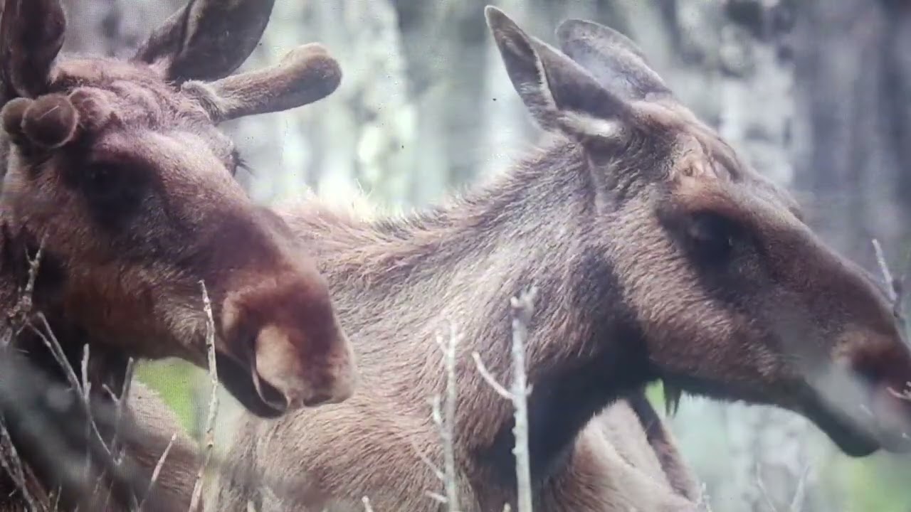 Funny Dogs Facing Their First Winter 🤣 The Funniest Animals Video 2026