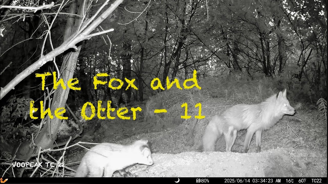 The Fox and the Otter - 11